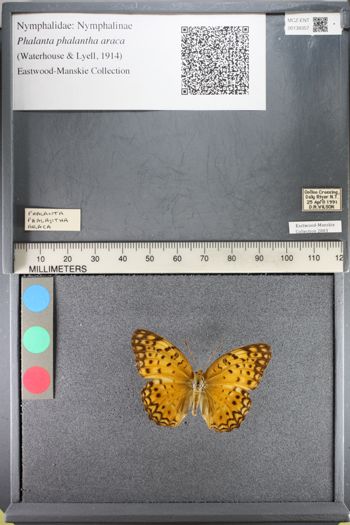 Media type: image;   Entomology 138357